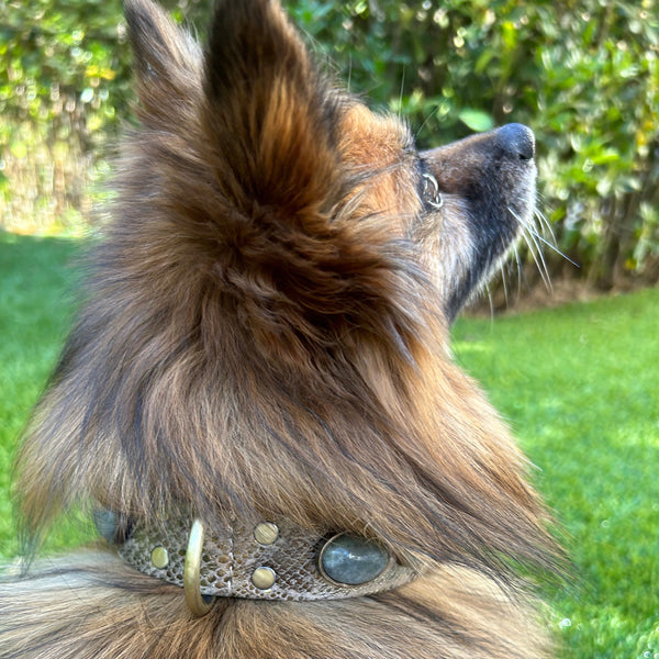 Collier pour chien "Victoire Bis"
