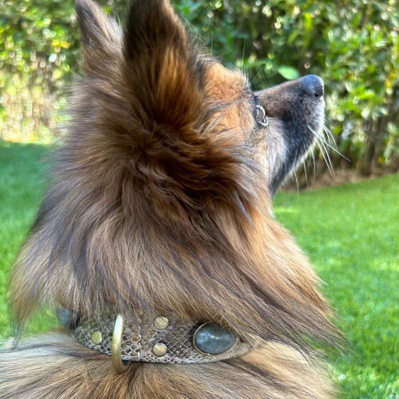 Collier pour chien "Victoire Bis"