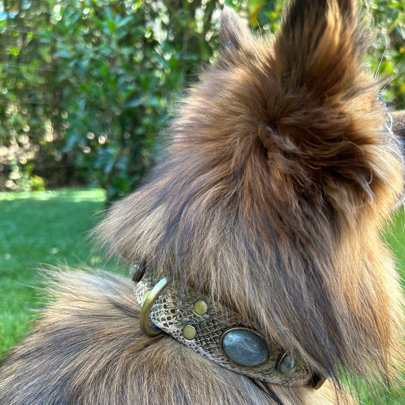 Collier pour chien "Victoire Bis"