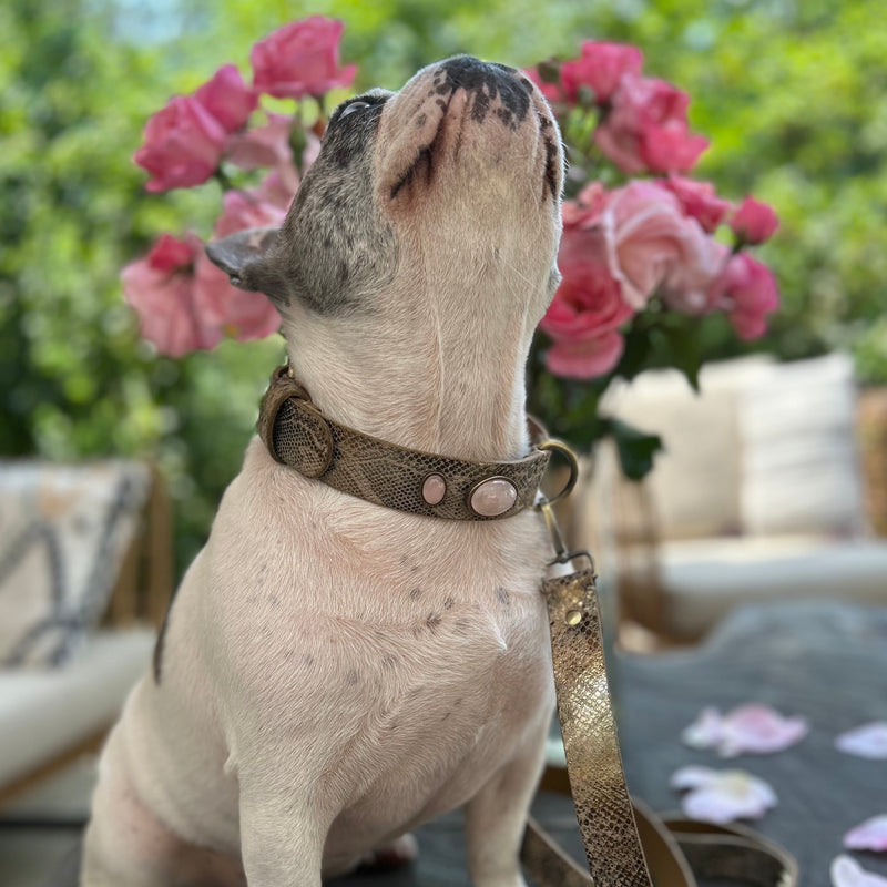 Collier pour chien "Victoire Bis"