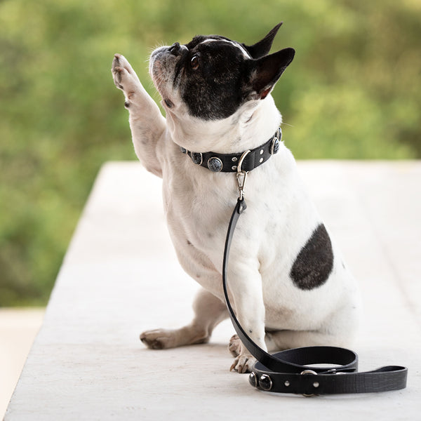 Adorable bouledogue français portant un collier et une laisse en cuir noir pour chien