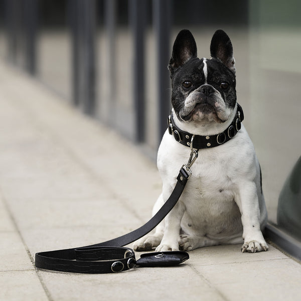 Petit chien avec un ensemble d'accessoires en cuir de buffle embossé façon croco