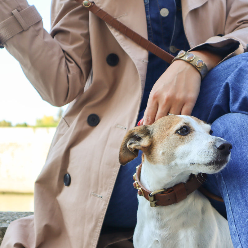 un jack russell et sa maîtresse, tous deux portent des accessoires de luxe en cuir sertis de pierres naturelles