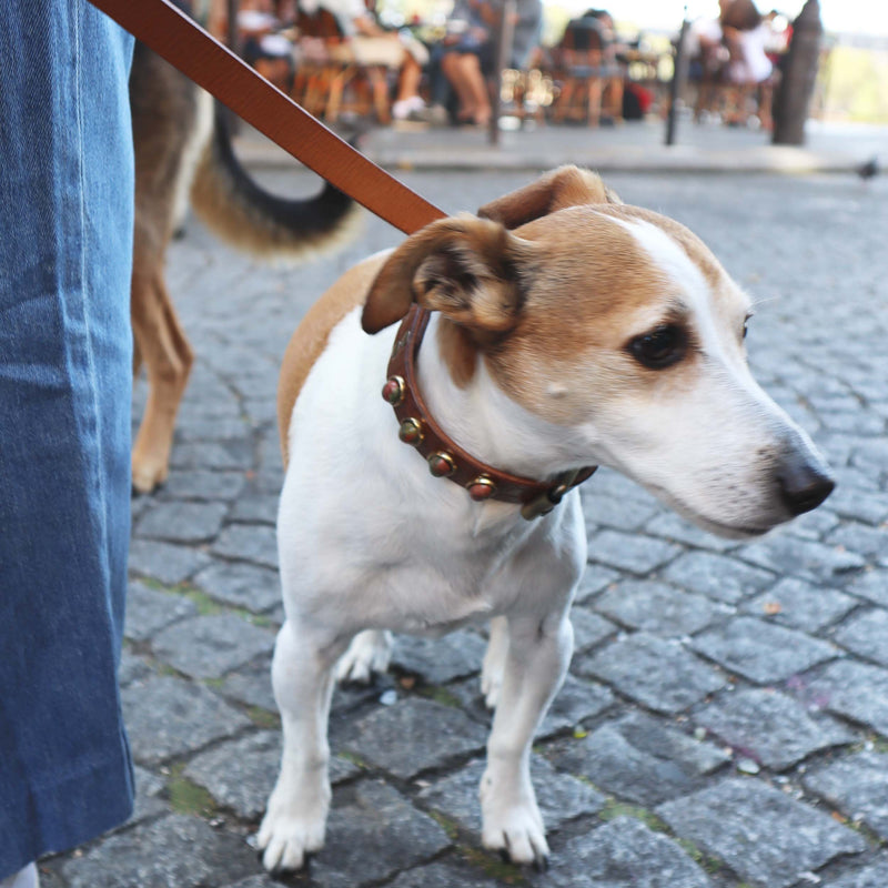Chien Jack Russel tenu en laisse de cuir et portant un collier serti de pierres naturelles
