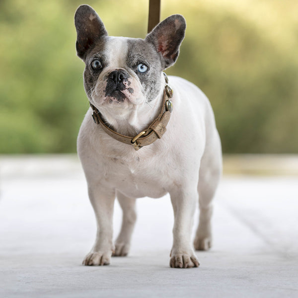 Collier pour chien "Victoire"