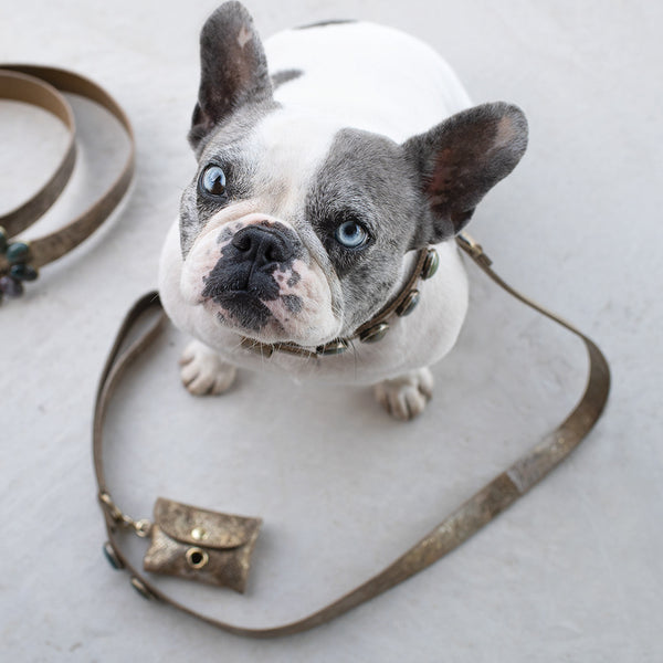 un petit chien bouledogue français très mignon porte des accessoires haut de gamme pour petits chiens