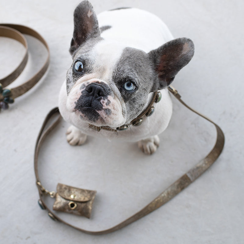 un petit chien bouledogue français très mignon porte des accessoires haut de gamme pour petits chiens